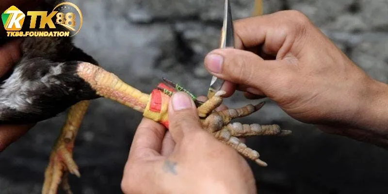 Đá Gà Cựa Dao Tk88 Là Gì?