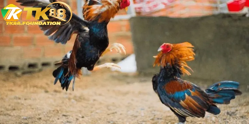 Những Lưu Ý Khi Tham Gia Đá Gà Cựa Dao Tk88