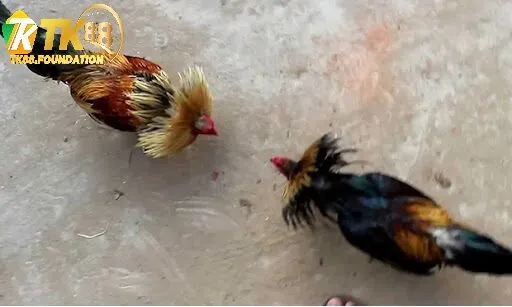 Luật Chơi Và Kinh Nghiệm Cá Cược Đá Gà Cựa Sắt Tk88