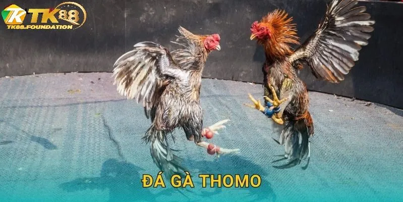 Đá Gà Thomo Tk88 Là Gì?