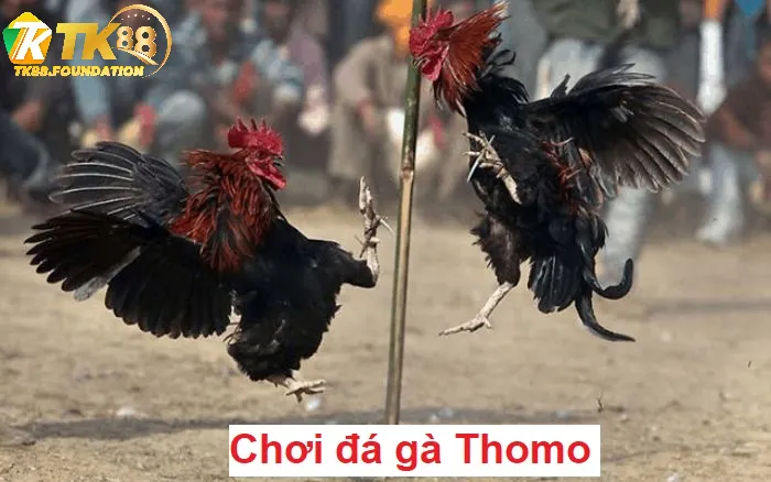 Lưu Ý Khi Tham Gia Đá Gà Thomo Tk88
