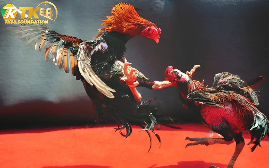 Tổng Quan Về Đá Gà Tk88