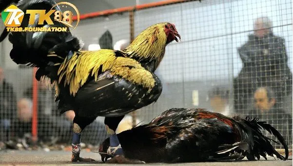 Kèo Cược Đa Dạng Lựa Chọn