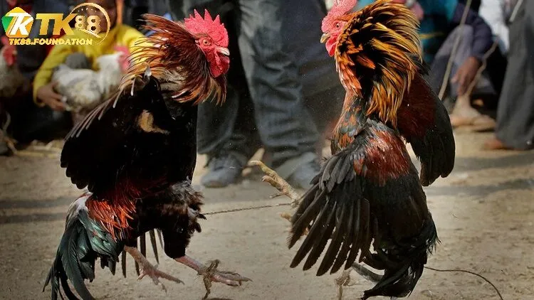 Các Đấu Trường Gà Phổ Biến