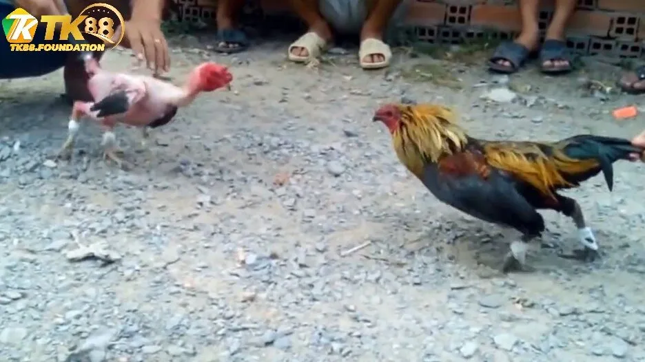 Ưu Điểm Vượt Trội Khi Tham Gia Đá Gà Tre Tk88